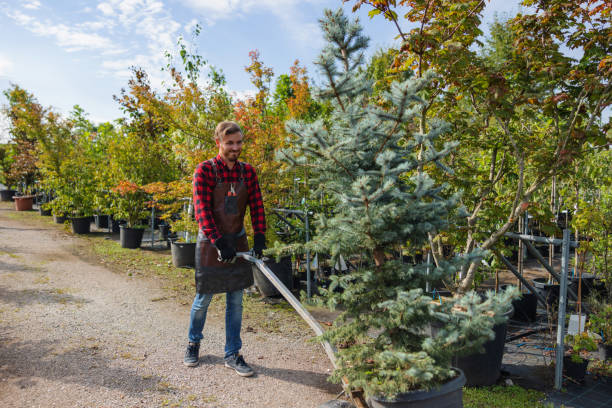 The Steps Involved in Our Tree Care Process in Santee, CA